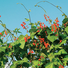 How to Grow Scarlet Runner Bean