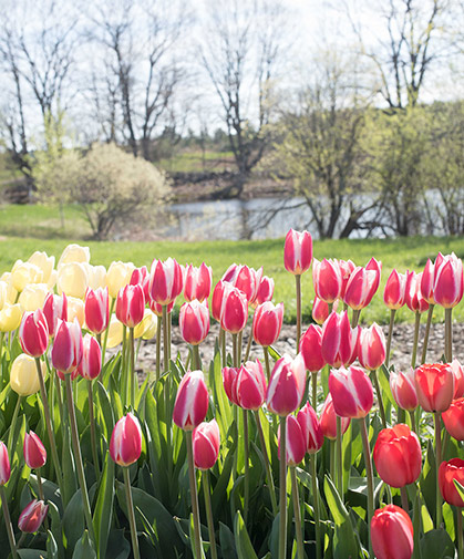 Tulips (Tulipa spp) are easy-to-grow spring-flowering bulbs for annual cut-flower production; some types are also amenable to naturalization/perennialization.