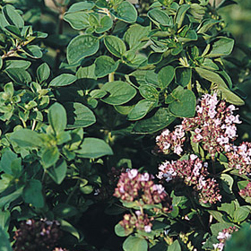 How to Grow Wild Marjoram