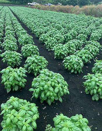 Prospera basil fields at Goodness Gardens, located in the Black Dirt region of Orange County, New York