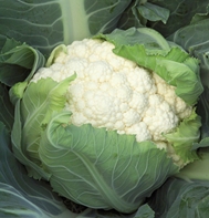 Bishop Cauliflower