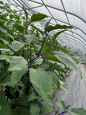 Greenhouse eggplant trial coming into bloom