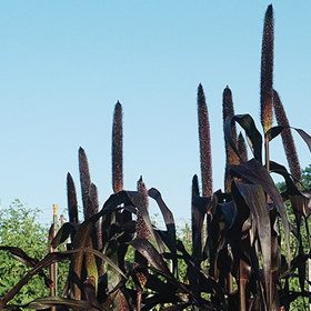 How to Grow 'Purple Majesty' Ornamental Millet