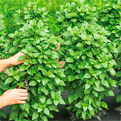 Everleaf Thai Towers Basil Plants