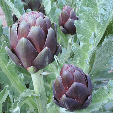 Colorado Star Artichoke