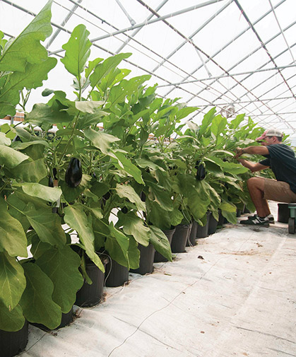 Greenhouse eggplants, grown in containers and trellised in our greenhouse trials.