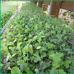 Hydroponic Microgreens Production