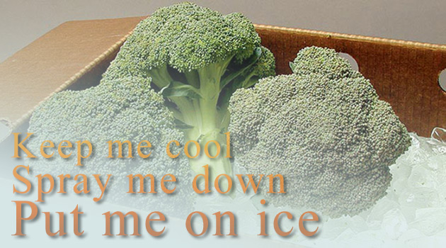 Summer-Harvest Broccoli on Ice