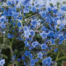 How to Grow Cynoglossum