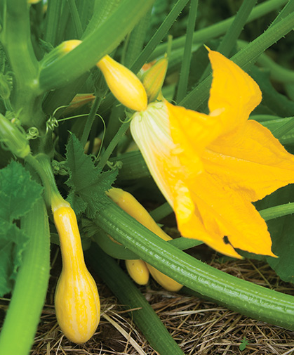 Developing 'Tempest' fruits, a flavorful Johnny's-bred summer squash that is widely adaptable and easy to grow.