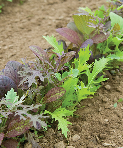 A planting of one of our signature salad mixes in the field.