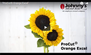 ProCut Orange Excel Sunflower