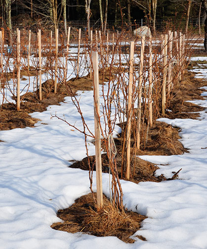 A patch of dormant raspberry plants in winter; characteristically, its biennial canes are vegetative the 1st year and produce fruit the 2nd year.