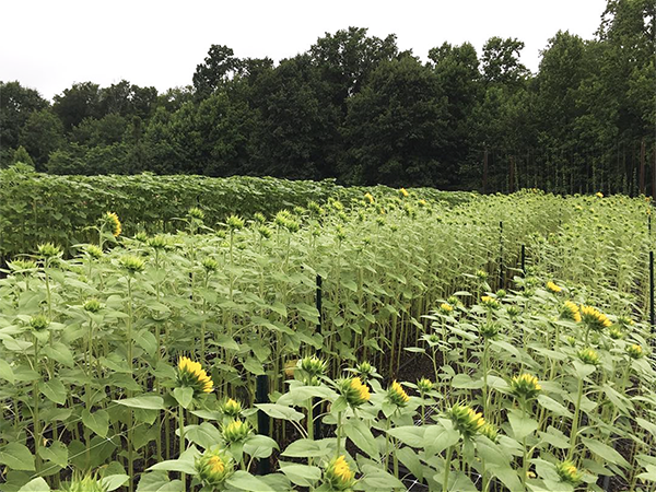 Direct-sown sunflowers at Garden Bee Flower Farm, 