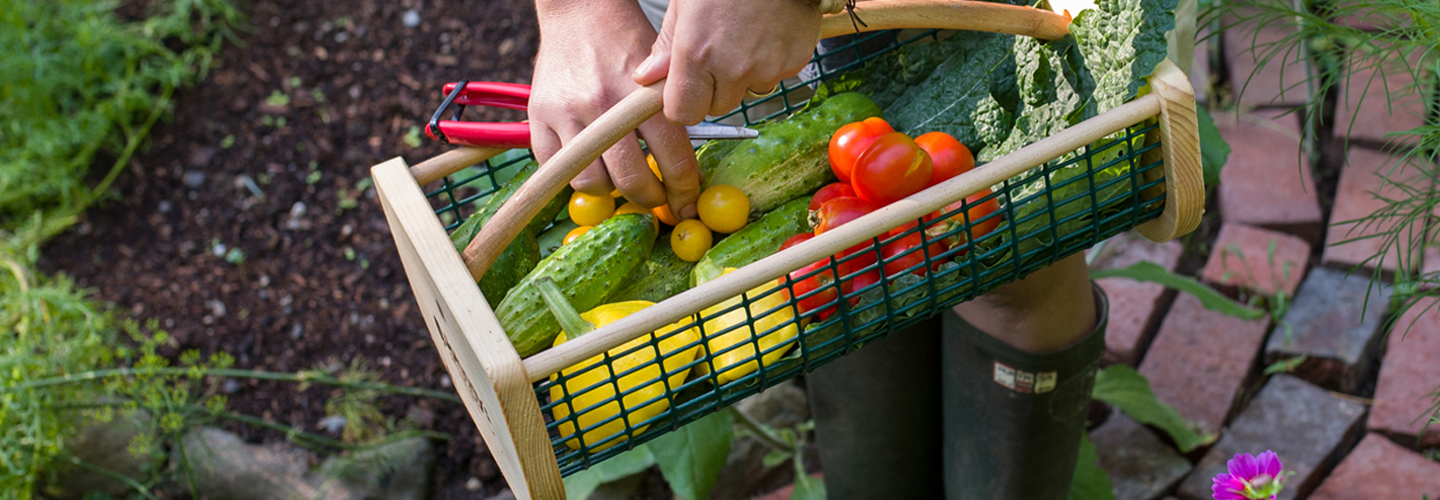harvested vegetables in a hod