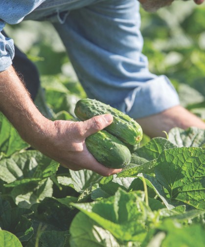 Harvesting pickling cucumbers grown in the field.