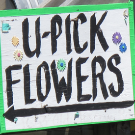 Starting a U-Pick Flower Farm, From A-to-Z