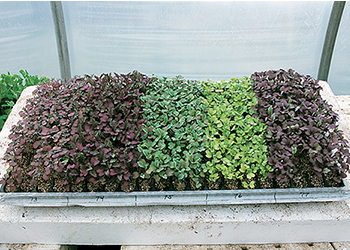 Planning Your Microgreens Production - Achieve a Concurrent Harvest