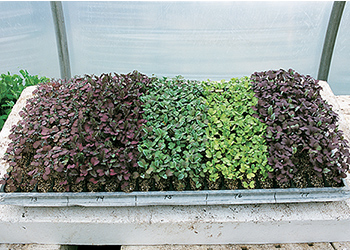 Microgreen Growing Chart