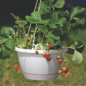 How to Grow Legumes