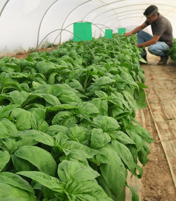 Dr. Arnon Brand evaluates a Prospera basil trial