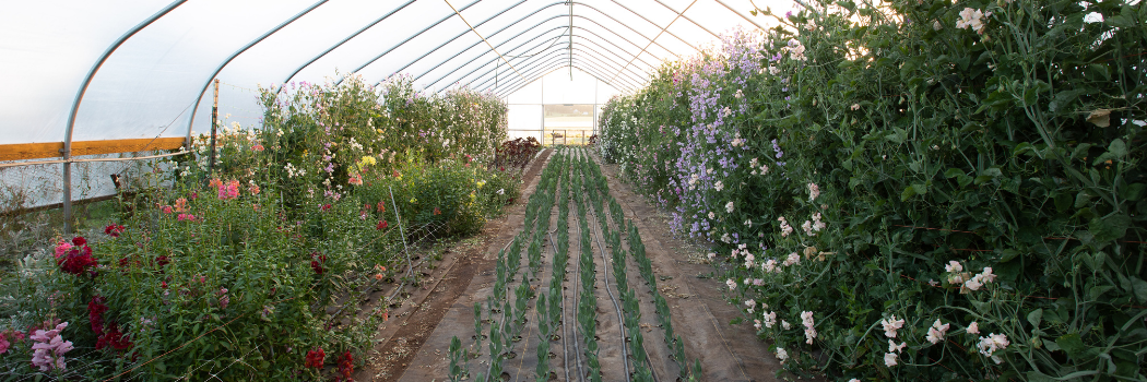 cut flower crops at various stages of maturity in the high tunnel