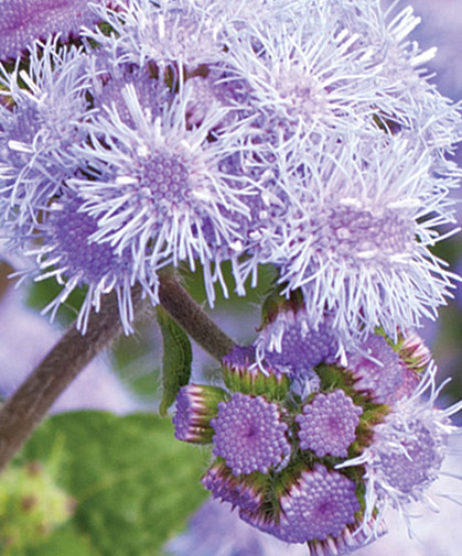 Close-up of ageratum inflorescence, showing fully and partially open blooms.