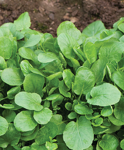 Watercress & Upland Cress Growing Information: How to Sow & Harvest