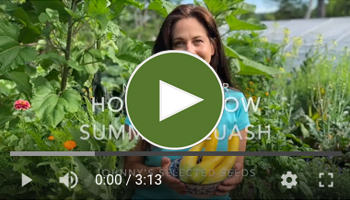 View Our How to Grow Summer Squash Video