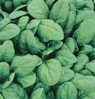 Space Spinach Seeds