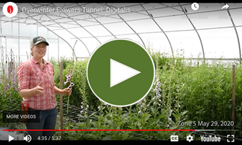 View Our Overwinter Flower Tunnel Digitalis/Foxglove Video