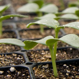 Seed-Starting Date Calculator