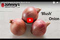 Blush Onion