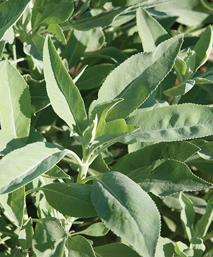 White sage plants grow readily from seed, and given full sun and warmth, require little maintenance once established.