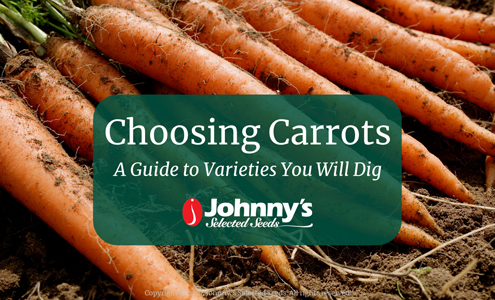 Choosing Carrots: Webinar