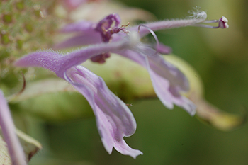 Wild bergamot serves as a bee forage plant.