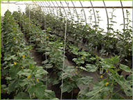 Trellised greenhouse cucumbers