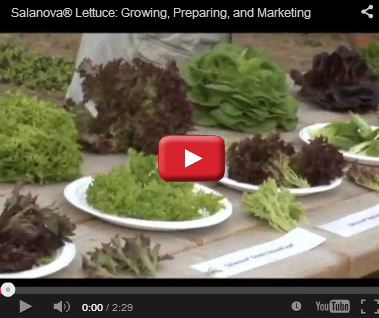 Salanova Lettuce Salanova Lettuce
