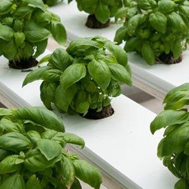 Hydroponic Performers