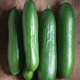 Bulk Cucumber Seed