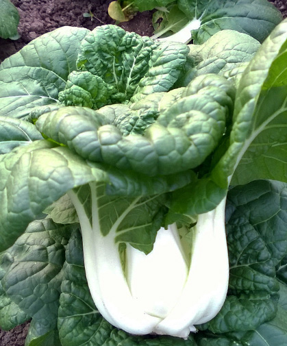 A head of 'Asian Delight' pac choi, grown to full-size, with broad, light-green petioles and dark-green, oval leaves.
