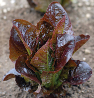 Red Rosie Red Romaine Lettuce