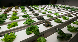 Many lettuce varieties perform admirably in NFT hydroponic systems