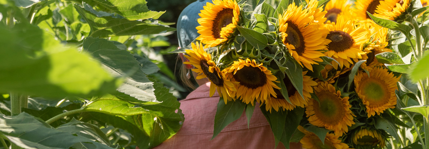 Harvested Sunflowers