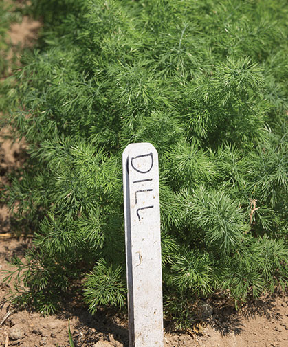 Dill crop; this is the diminutive ' Teddy,' a productive, slow-to-bolt variety suitable for container or field growing.
