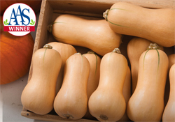 AAS Winner Butterscotch Butternut Squash