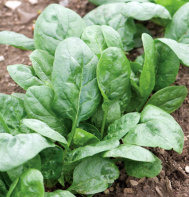 Corvair Organic Spinach Seeds