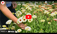 Calendula Ivory Princess Calendula Ivory Princess