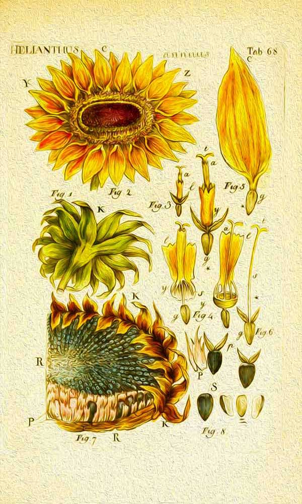 Sunflowers