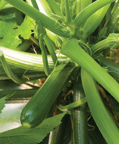 Several fruits developing on a zucchini plant; this crop favors well-drained soil with plenty of compost, and needs ample room.